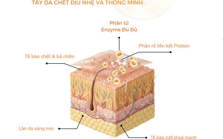 enzyme đu đủ
